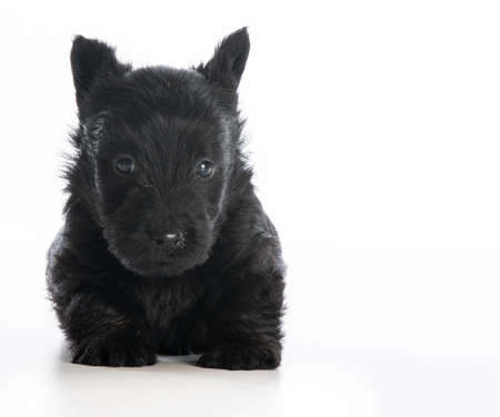 scottish terrier puppy sitting on white background - 6 weeks oldの写真素材