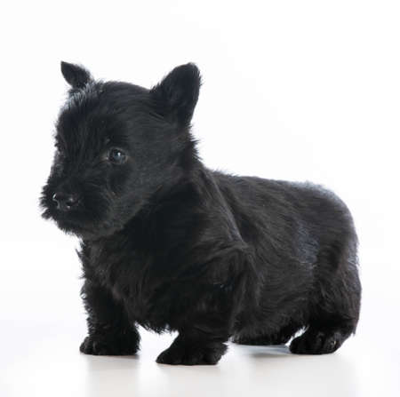 scottish terrier puppy standing on white background - 6 weeks oldの写真素材