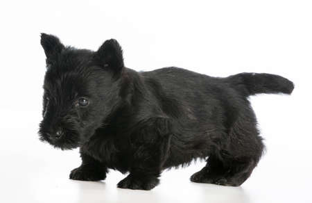 scottish terrier puppy standing on white background - 6 weeks oldの写真素材
