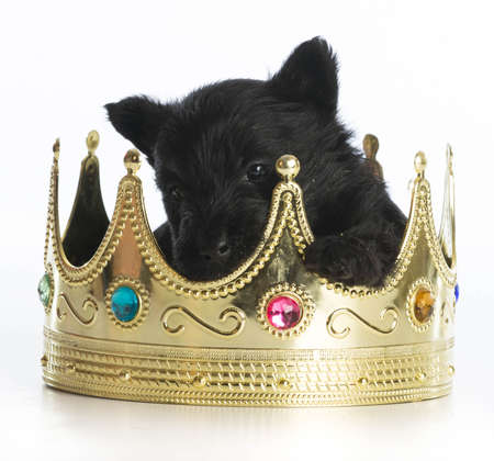 regal puppy - scottish terrier puppy inside a kings crown on white backgroundの写真素材