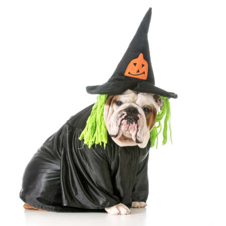 english bulldog wearing witch costumeの写真素材