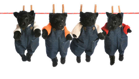 litter of scottish terrier puppies hanging on a clothesline - 6 weeks oldの写真素材