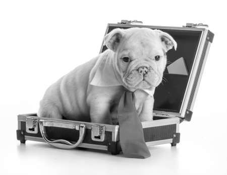 english bulldog puppy wearing tie sitting inside briefcase on white backgroundの写真素材