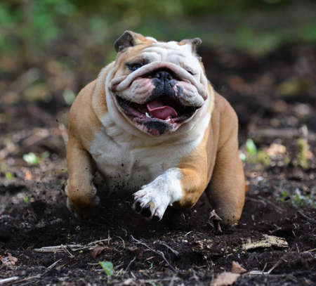 english bulldog outside running in the woodsの写真素材