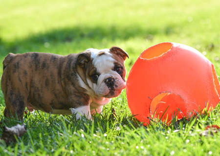 puppy playing with a ball outside in the grass - 9 week old english bulldogの写真素材
