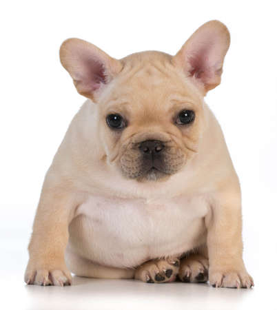 cute puppy - french bulldog puppy sitting looking at viewer - 7 weeks oldの写真素材