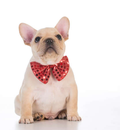 french bulldog wearing red bowtie looking up on white backgroundの写真素材