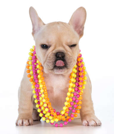 female french bulldog puppy wearing colorful necklace on white backgroundの写真素材