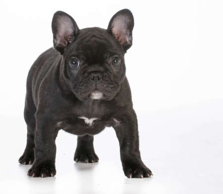 french bulldog puppy standing looking at viewer on white backgroundの写真素材