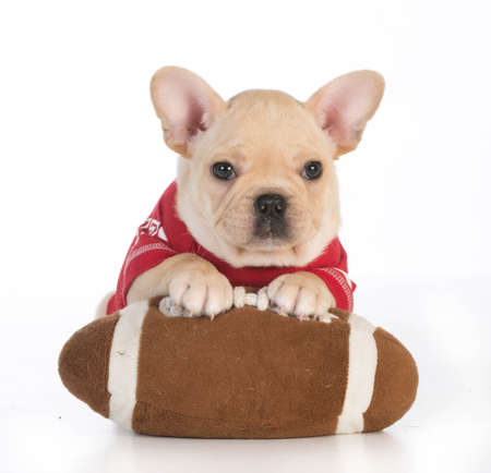 sports hound - french bulldog wearing sports jersey with paws on stuffed footballの写真素材