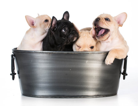 litter of french bulldog puppies in a wash basin on white background - 7 weeks oldの写真素材