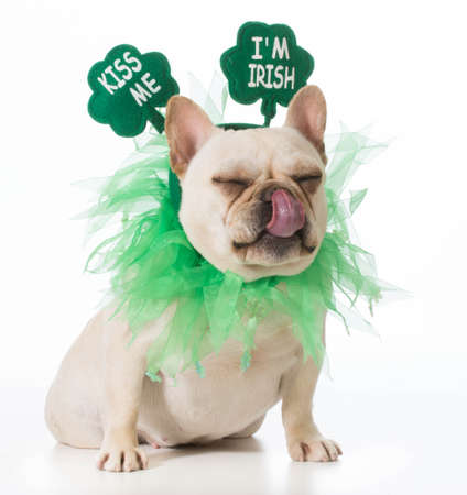 St Patricks Day dog - french bulldogの写真素材