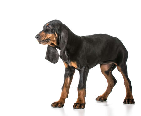 black and tan coonhound standing on white backgroundの写真素材