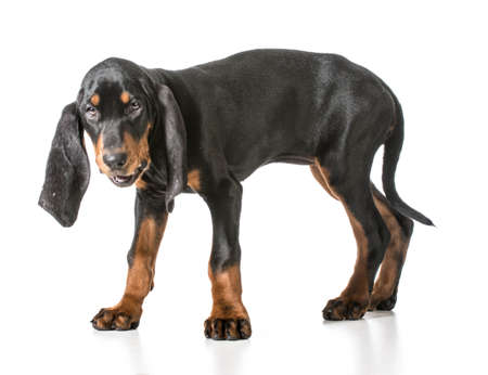 cute puppy - black and tan coonhound standingの写真素材