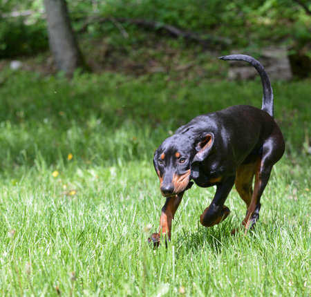 black and tan coonhound puppy running in the grassの写真素材