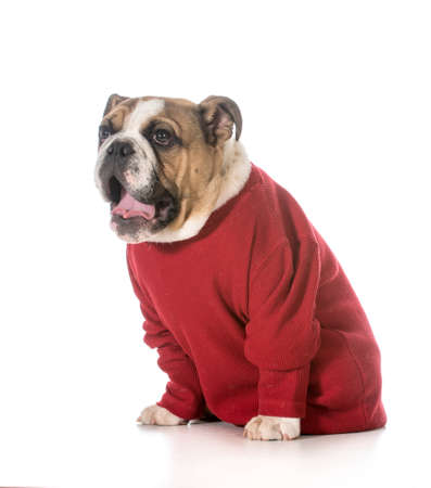 english bulldog puppy with surprised expression on white backgroundの写真素材