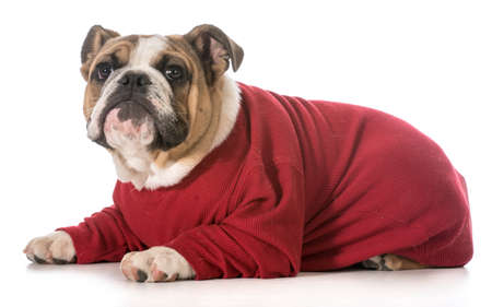 english bulldog puppy laying down looking up on white backgroundの写真素材