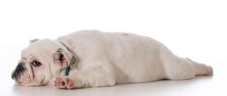 tired english bulldog puppy laying down stretched out on white backgroundの写真素材