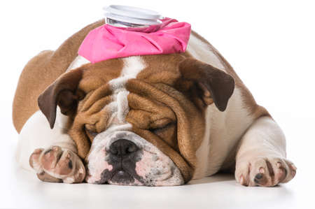 english bulldog puppy with pink water bottle on head on white backgroundの写真素材