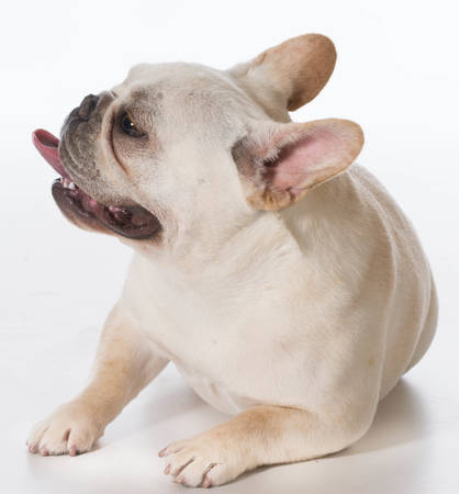 french bulldog puppy laying down panting on white backgroundの写真素材