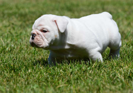 cute english bulldog puppy in the grassの写真素材