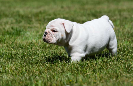 cute english bulldog puppy in the grassの写真素材