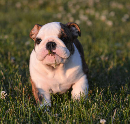 puppy with piece of grass in mouth - english bulldogの写真素材