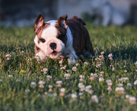 puppy running in the grass - english bulldogの写真素材