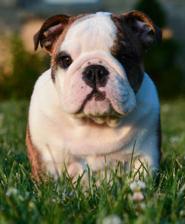 english bulldog puppy sitting in the grassの写真素材
