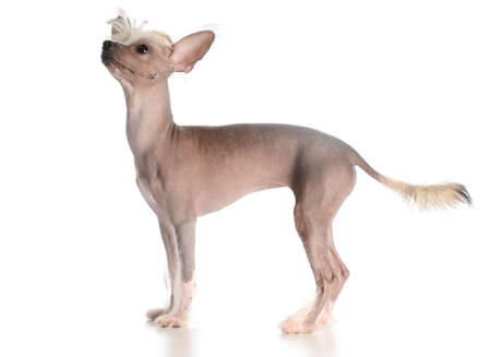 chinese crested puppy looking up on white backgroundの写真素材