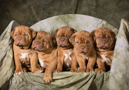 litter of dogue de bordeaux puppies - 5 weeks oldの写真素材
