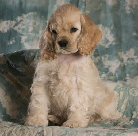 cute american cocker spaniel puppy sitting on green backdropの写真素材