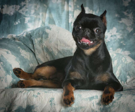 brussels griffon laying down on green backgroundの写真素材