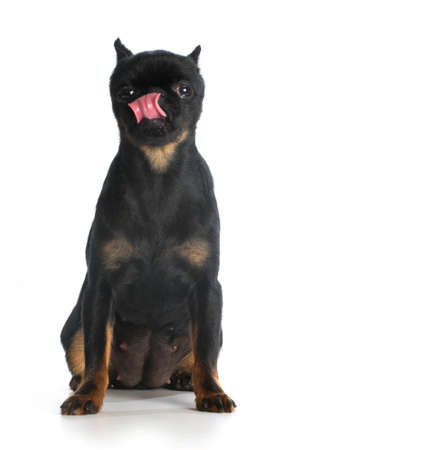 brussels griffon licking lips on white backgroundの写真素材