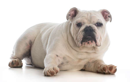 cute english bulldog laying down on white background - 6 month old maleの写真素材