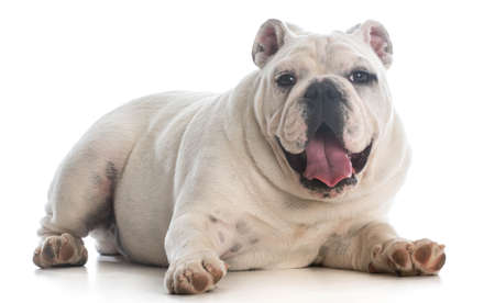 english bulldog puppy laying down panting on white backgroundの写真素材
