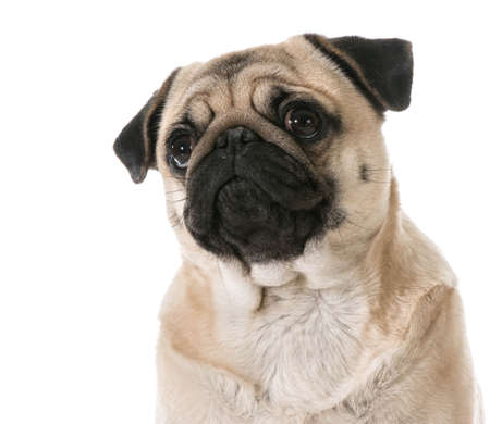 pug looking up isolated on white backgroundの写真素材