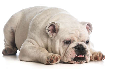 funny dog - english bulldog with funny expression on white backgrounの写真素材