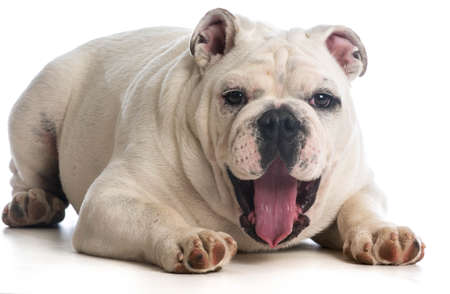 happy dog - 6 month old english bulldog with surprised expression on white backgroundの写真素材