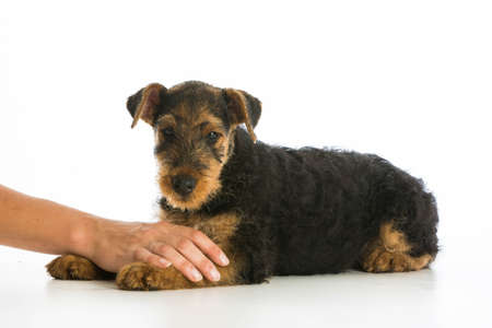 hands holding on airedale terrier puppyの写真素材