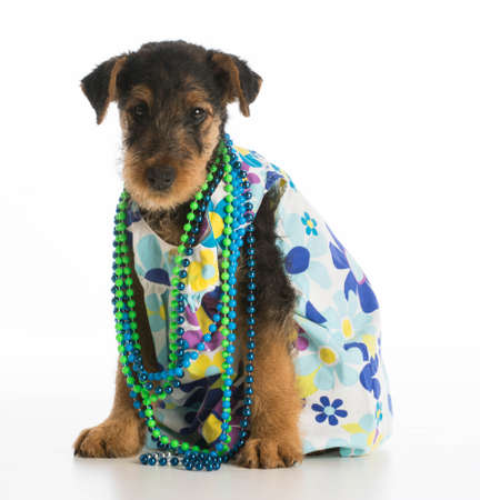 cute airedale terrier puppy wearing dress and necklace on white backgroundの写真素材