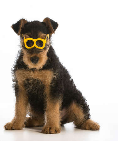 cute airedale terrier puppy wearing glasses sitting on white backgroundの写真素材