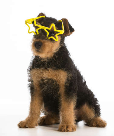 cute airedale terrier puppy wearing star shaped glasses sitting on white backgroundの写真素材