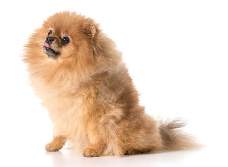 pomeranian looking upの写真素材