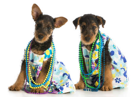 two female airedale terrier puppies wearing matching dresses sitting on white backgroundの写真素材