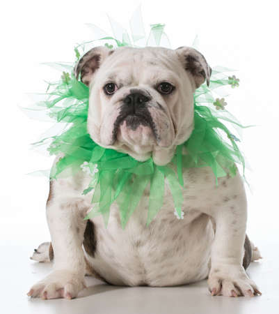 dog wearing green scarf isolated on white background - english bulldogの写真素材