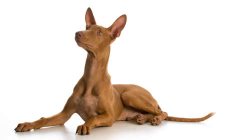 pharoah hound puppy laying down looking up on white backgroundの写真素材