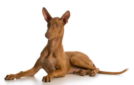 pharoah hound puppy laying down on white backgroundの写真素材