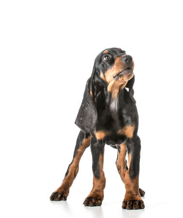 cute puppy - black and tan coonhound standingの写真素材