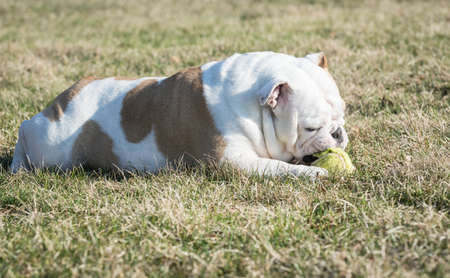 english bulldog playing with tennis ball outside in the grassの写真素材